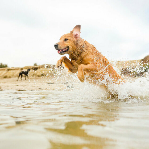 brauner Hund springt ins Wasser rein - strand und weiterer Hund im hintergrund