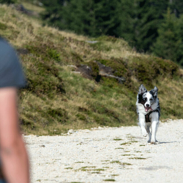 Ein Hund läuft schnell auf seinen Halter zu.