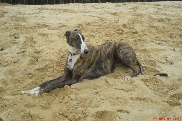 Galgo Espanol am Strand