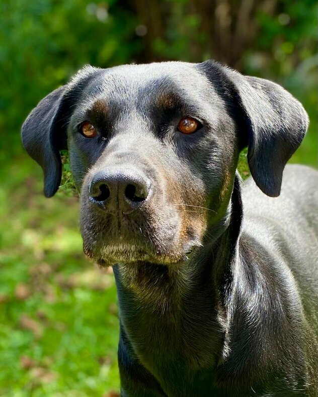 Rottweiler-Labrador-Mischling steht auf Wiese