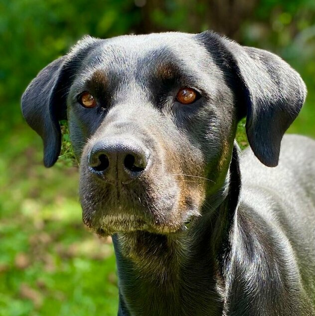 Rottweiler-Labrador-Mischling steht auf Wiese