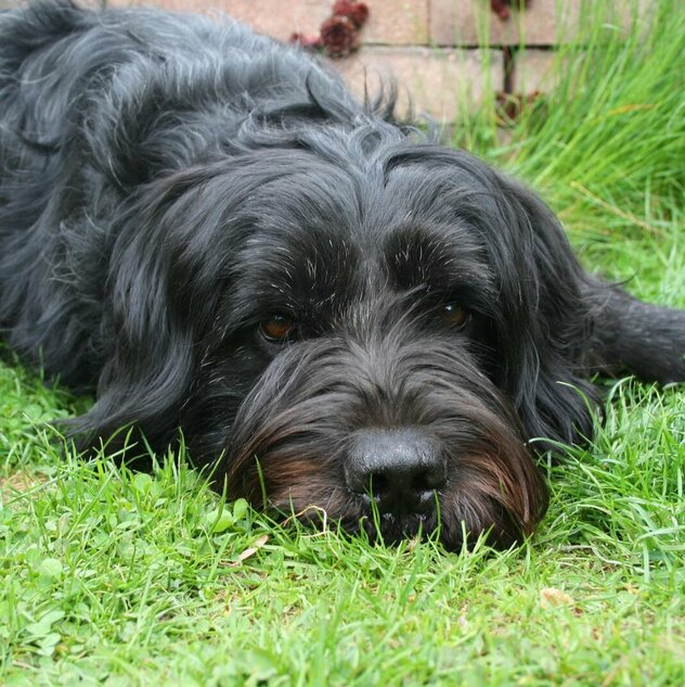 in Wiese liegender schwarzer zotteliger Hund