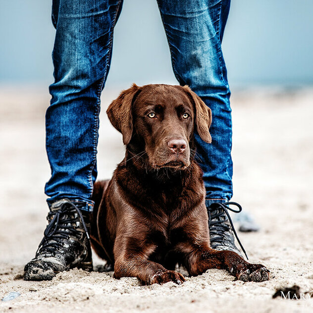 brauner Labrador am Strand Vertrauen