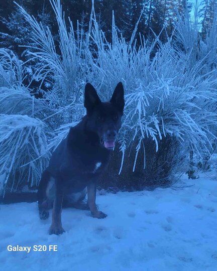 Schwarzer Schäferhund sitzt im Schnee vor einem weiß gepuderten Busch