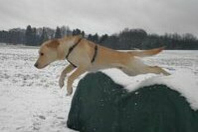 Cooper springt im Winter von Heuballen