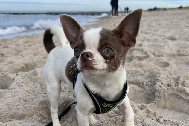 Chihuahua am Strand