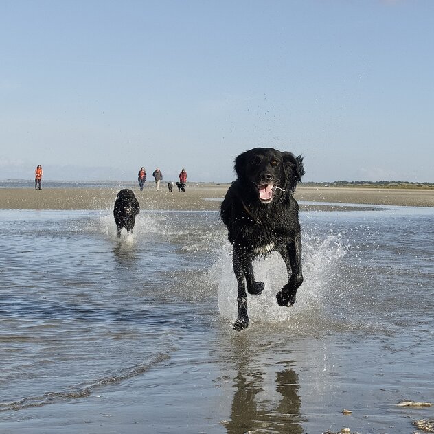 Zwei schwarze Hunde laufen durch spritzendes Wasser.