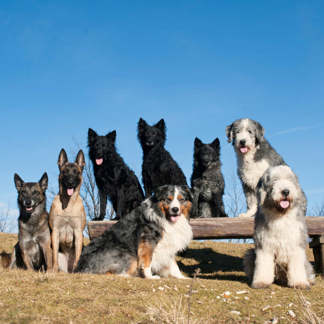 Viele Hunde verschiedener Rassen posieren für ein Foto. Blauer Hintergrund, Manche sitzen auf einer Bank