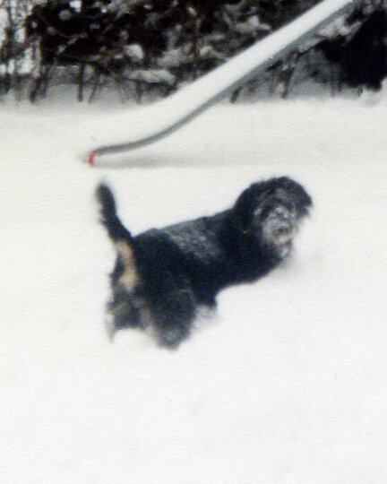 Schwarzer langhaariger Hund im tiefen Schnee