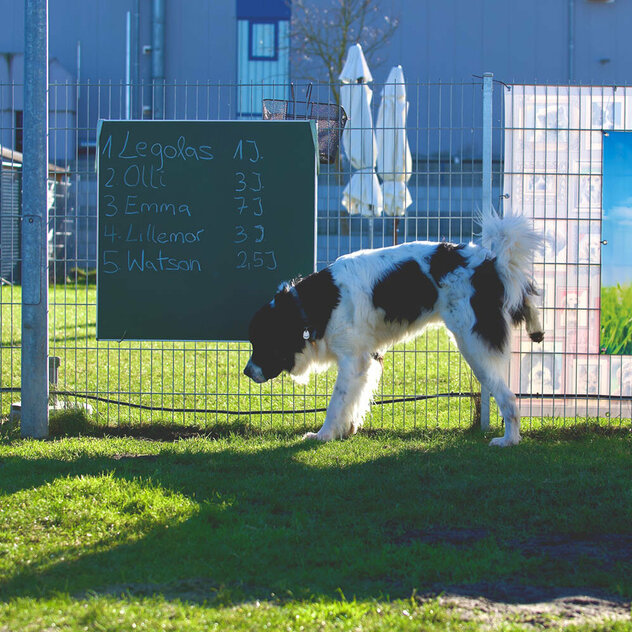 Ein Rüde hebt sein Bein und markiert an einem Zaun.