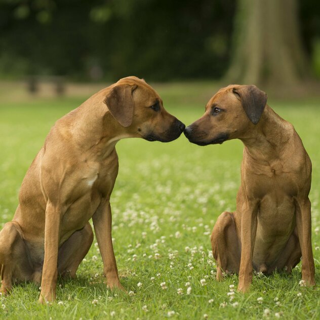 Zwei Ridgebacks beschnuppern sich mit der Schnauze