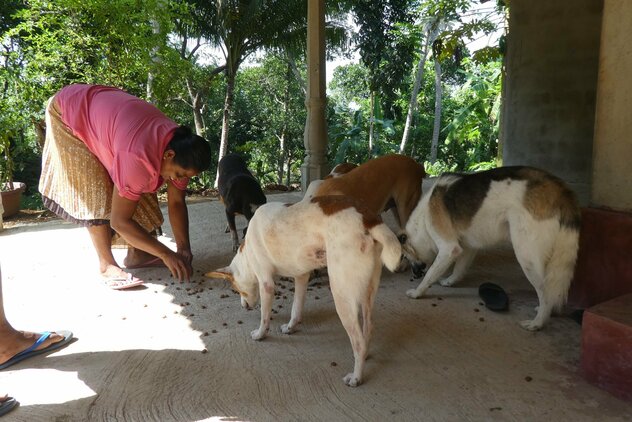 Singalesin mit adoptierten Streunern