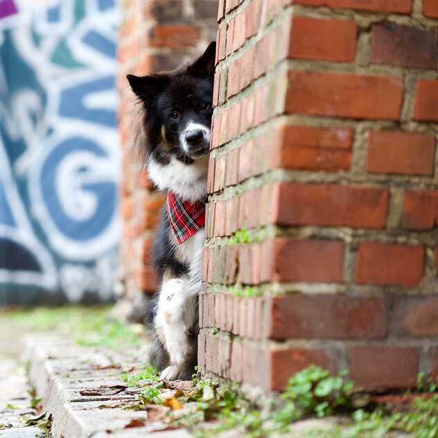 Ein schwarz-weißer Hund guckt um eine Mauerecke.