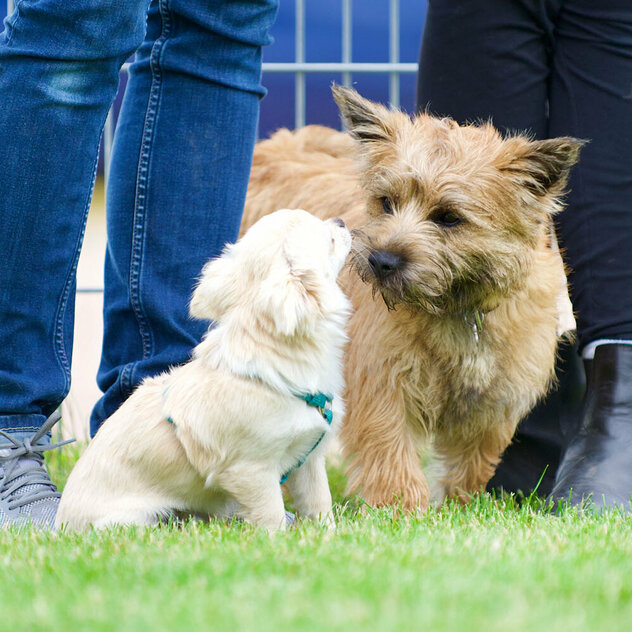 Zwei kleine Hunde sehen sich an.