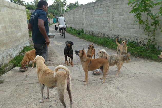 Dog Care Clinic Mitarbeiter füttert Streuner