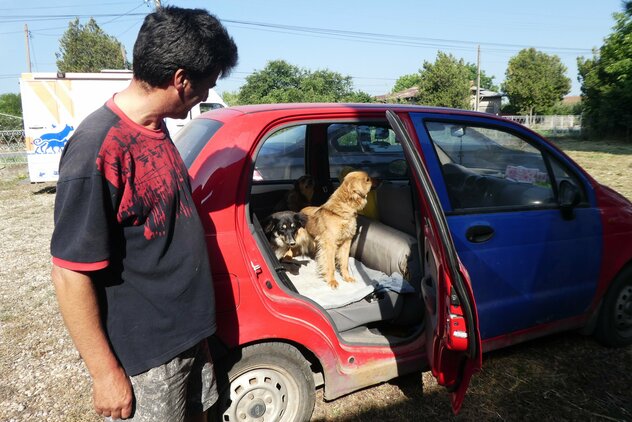 Hunde werden zur Kastration angeliefert