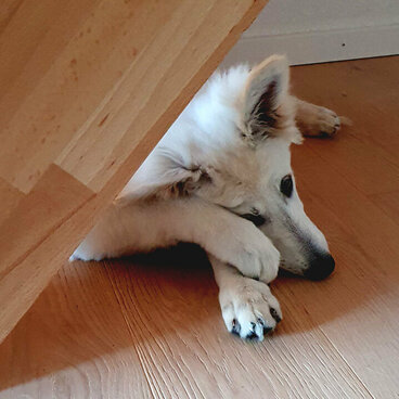 Ein junger Hund legt sich die Pfote vor die Augen.