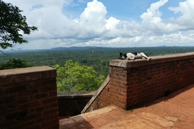 Streuner schläft auf Mauer hoch über Sri Lanka