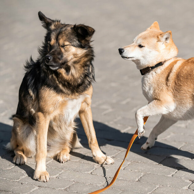 Hundebegegnung, ein Hund wendet sich von dem anderen ab.