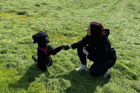 Hundetraining in Raum Meißen