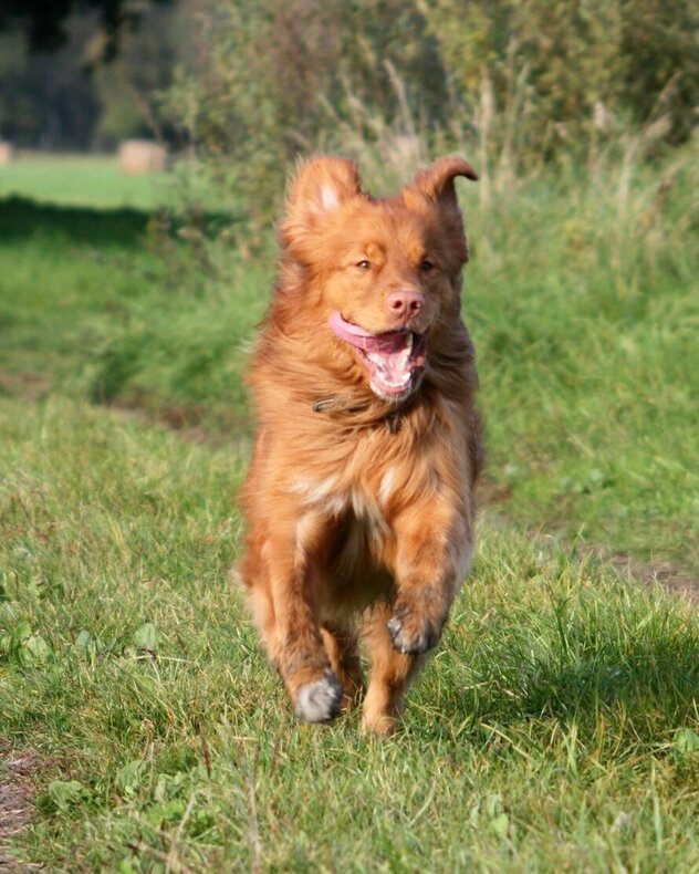 Nova Scotia Retriever im Sprint