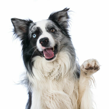 Ein Bordercollie winkt mit der Vorderpfote.