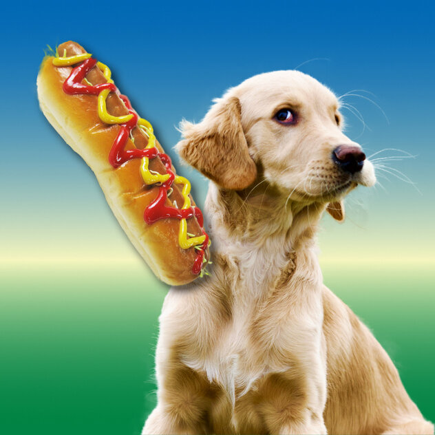 Ein Hund schaut auf einen Hotdog.