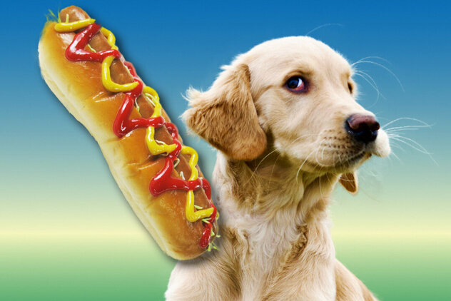 Ein Hund schaut auf einen Hotdog.