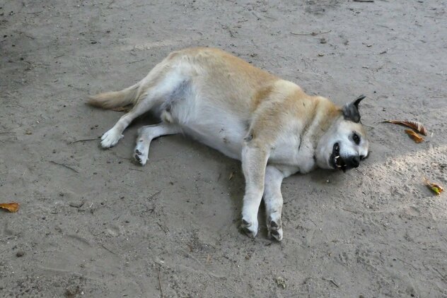 Dicker Straßenhund bettelt um Streicheleinheiten