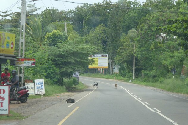 Streunerhunde auf Sri Lanka