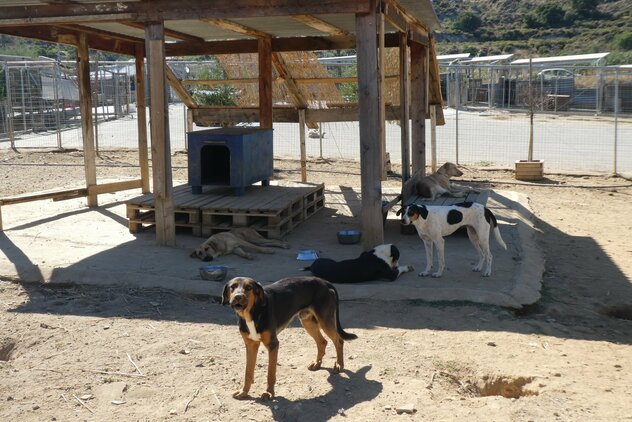 unsichere Hundegruppe im Souda Shelter