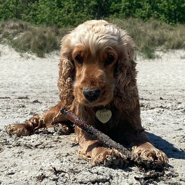 Cocker Spaniel mit Stöckchen zwischen den Pfoten