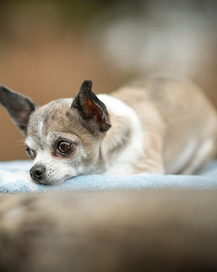 Chihuahua liegt mit abgelegtem Kopf