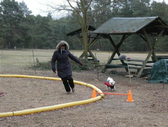 Hund und Mensch an Distanzkreis mit Hürde