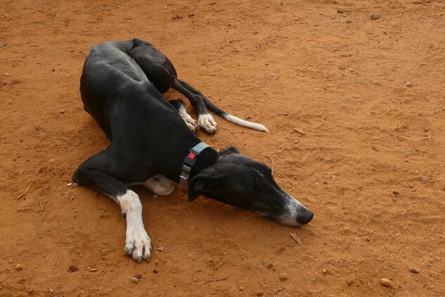 schwarzer Galgo Espanol Rüde auf liegt im Sand