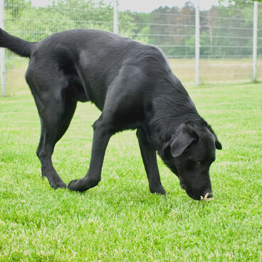 Nasenarbeit: Ein schwarzer Hund läuft schnüffelnd über den Rasen.