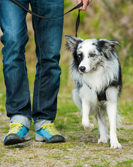 Ein Australian Shepherd geht bei Fuß mit seinem Halter.