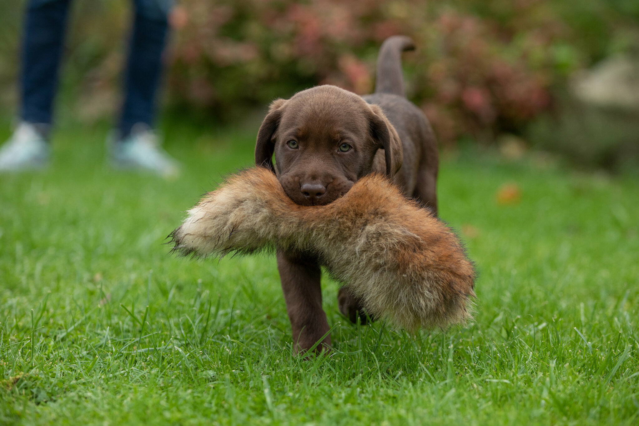 Labrador Welpe mit Felldummy