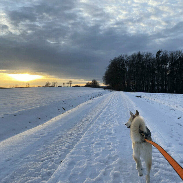 Ein Husky läuft im Zuggeschirr über einen eingeschneiten Weg.