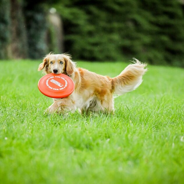 Ein Hund mit längerem rötlichen Fell bringt eine Frisbee