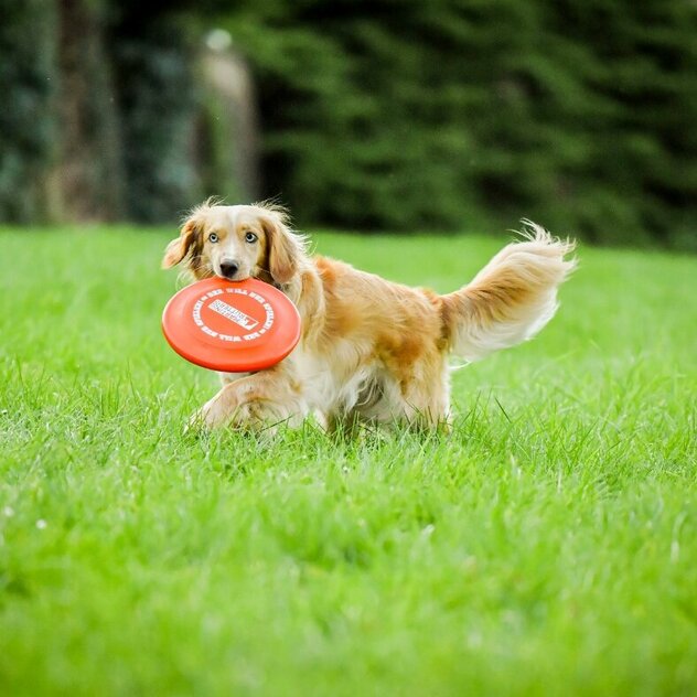 Ein Hund mit längerem rötlichen Fell bringt eine Frisbee