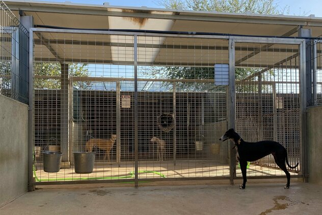 Galgos in der FBM in Sevilla