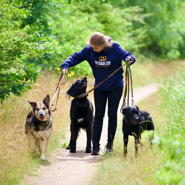 Eine junge Frau hält drei Hunde an der Leine.