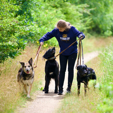 Eine junge Frau hält drei Hunde an der Leine.