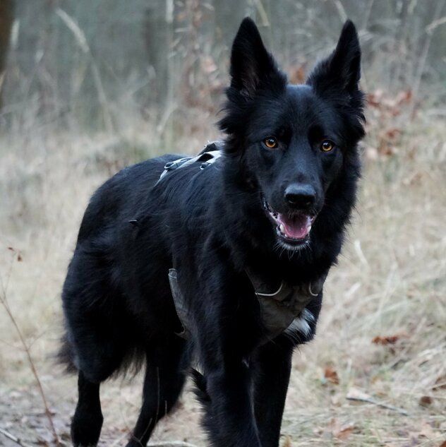 schwarze Schäferhündin im Trab