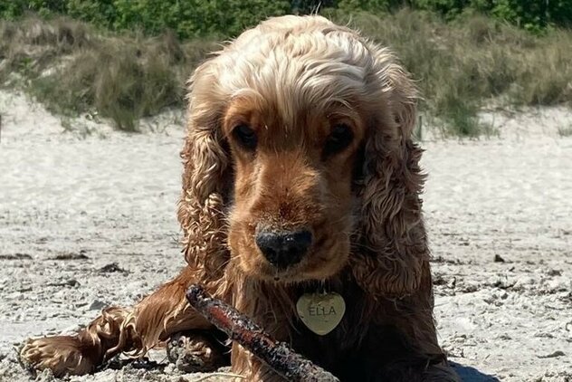 Cocker Spaniel mit Stöckchen zwischen den Pfoten