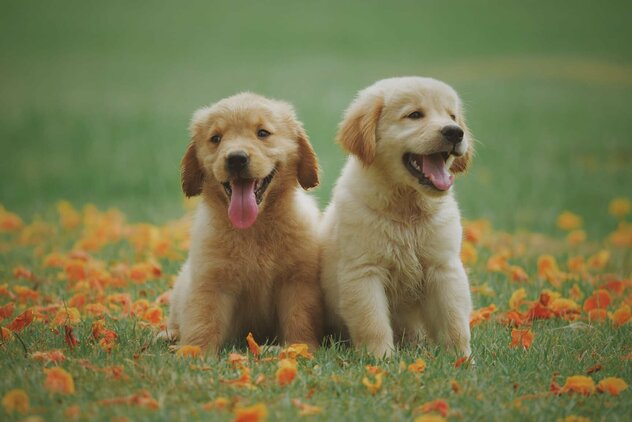 Zwei gelbe Labrador Retriever Welpen mit Stress-Mimik