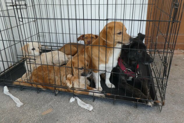 Hundegruppe wartet in Kennel auf Kastration