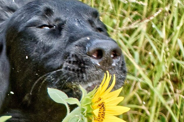 Eine schwarze, mit gelbem Blütenstaub bestäubte Hundeschnauze neben Sonnenblumen.