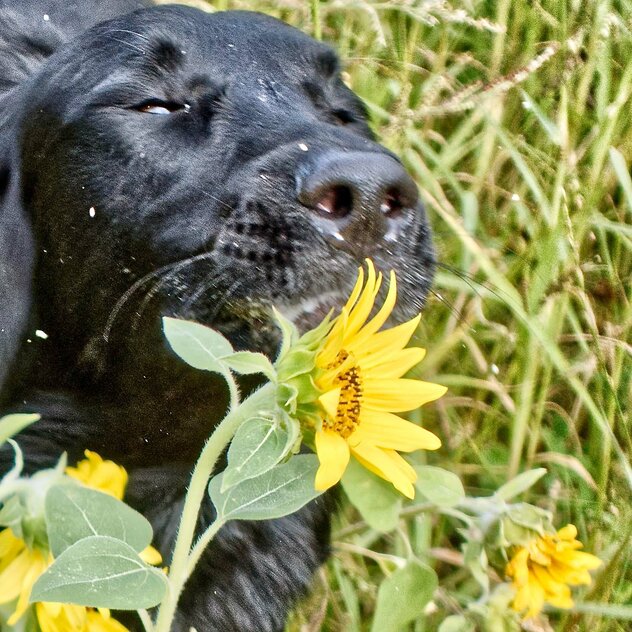 Eine schwarze, mit gelbem Blütenstaub bestäubte Hundeschnauze neben Sonnenblumen.